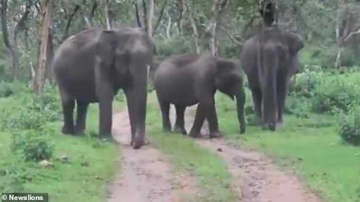 #Video Elefantes persiguen a turistas en safari de la India