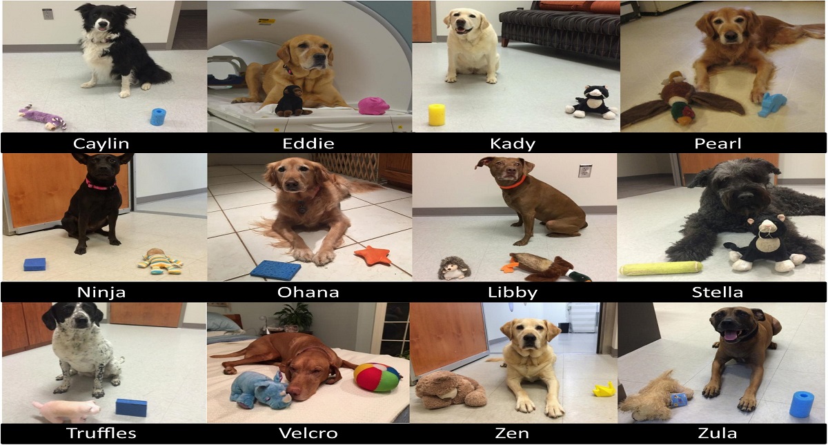 Estudio comprueba que perros entienden algunas palabras - estudio-comprueba-que-perros-entienden-algunas-palabras