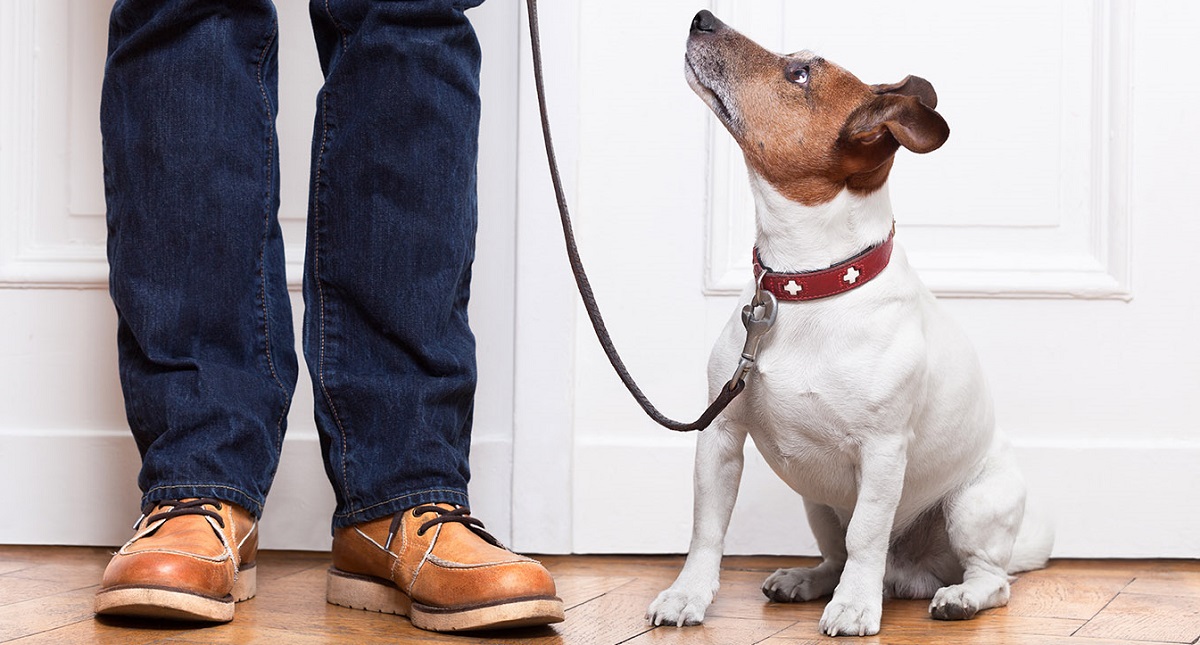 Estudio comprueba que perros entienden algunas palabras