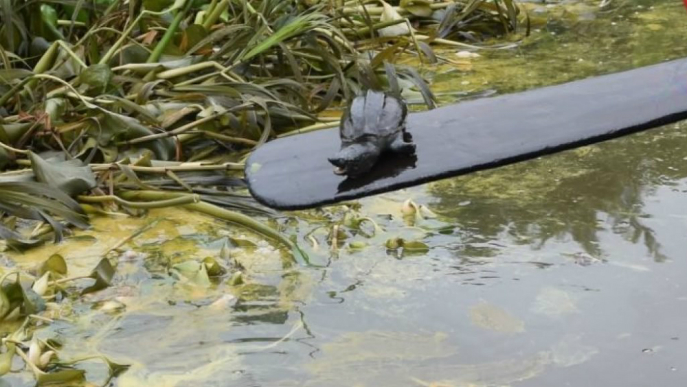 Derraman hidrocarburo en arroyo de Veracruz; evacúan a 90 personas