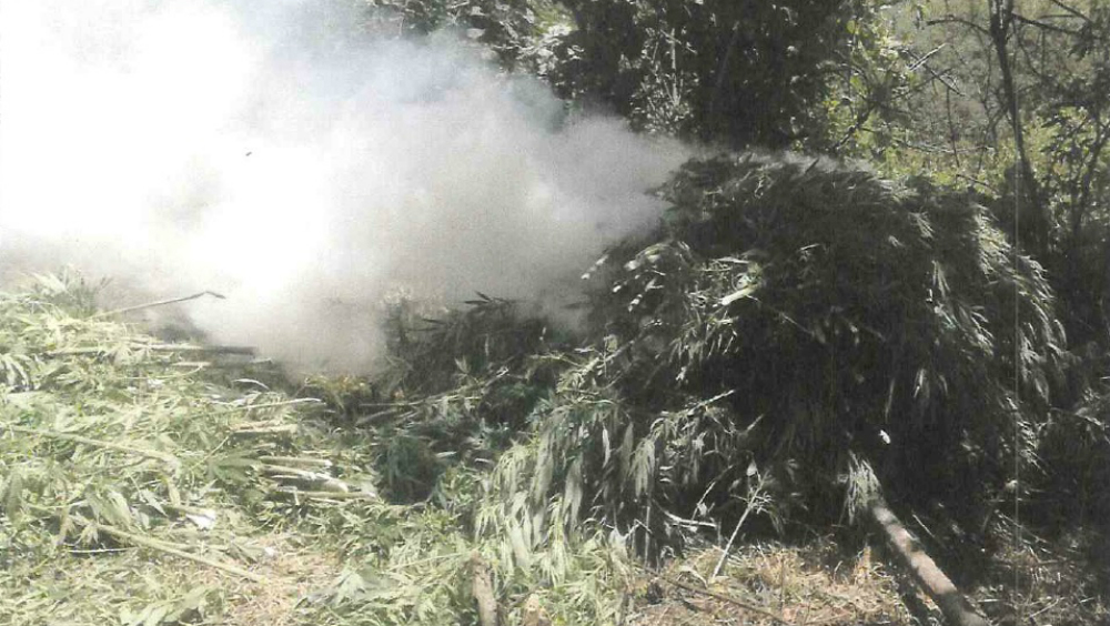 Encuentran más de 77 mil plantas de mariguana en Jalisco