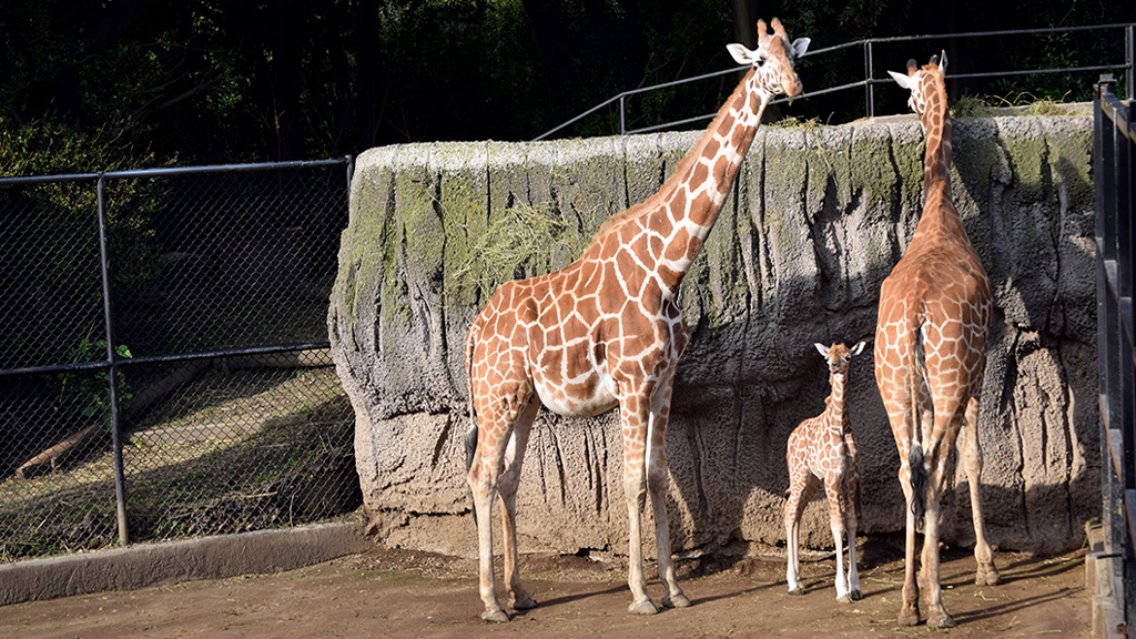 #Video Nace jirafa por segundo año consecutivo en Chapultepec - jirafa-bebe-con-sus-padres