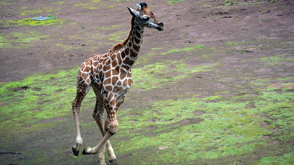 #Video Nace jirafa por segundo año consecutivo en Chapultepec