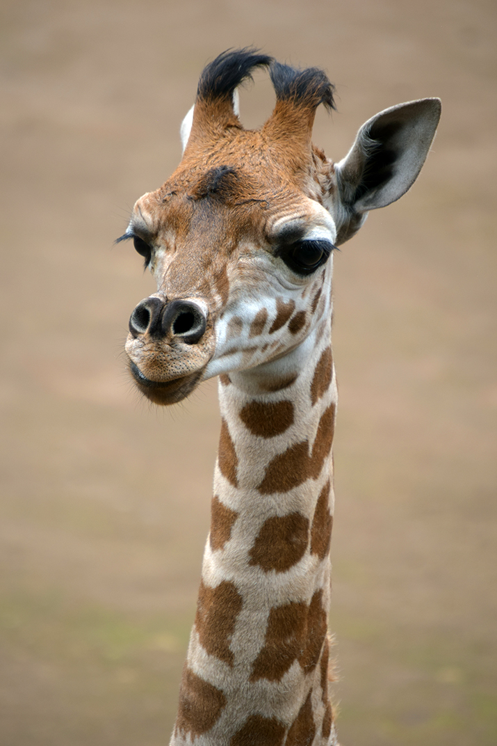 #Video Nace jirafa por segundo año consecutivo en Chapultepec - jirafa-zoologico-de-chapultepec-3