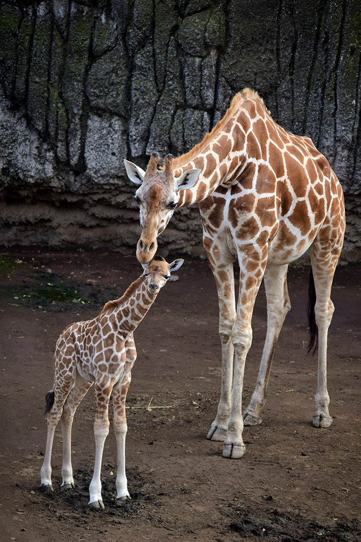 #Video Nace jirafa por segundo año consecutivo en Chapultepec - jirafa-zoologico-de-chapultepec