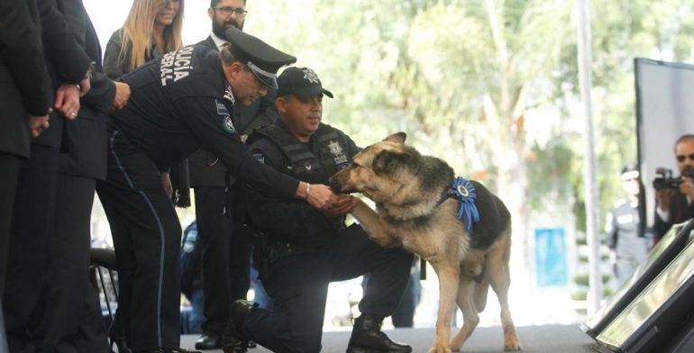 Jubilan a 20 oficiales caninos de la Policía Federal - jubilacion-de-perros-policias