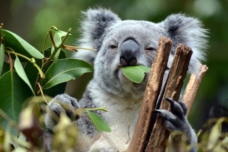 8 datos que probablemente no sabías de los koalas - koala-2