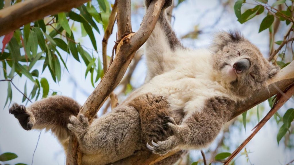 8 datos que probablemente no sabías de los koalas - koala-3
