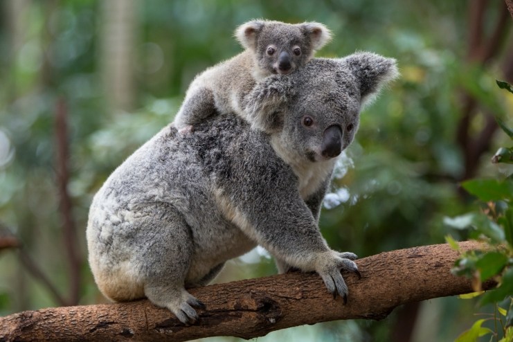 8 datos que probablemente no sabías de los koalas - koala-5