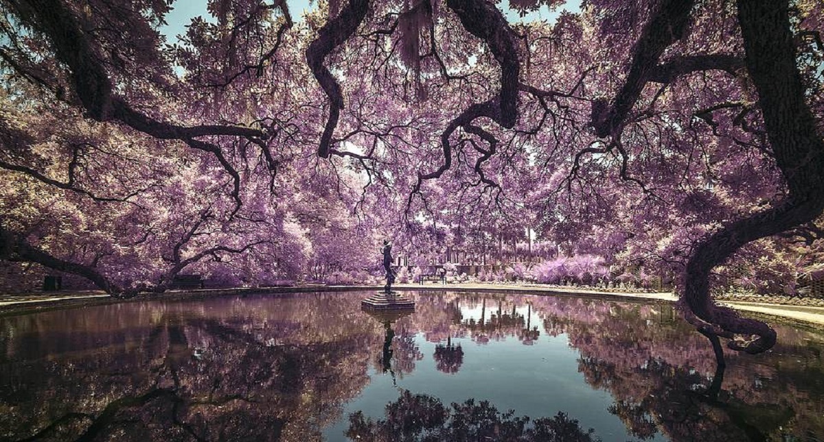 Las fotografías que competirán por ser la mejor a nivel mundial