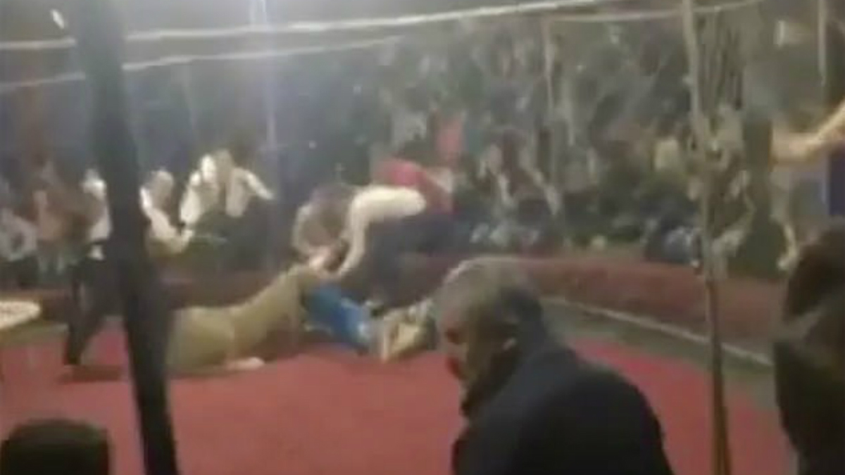 #Video Leona ataca a niña de cuatro años en Rusia