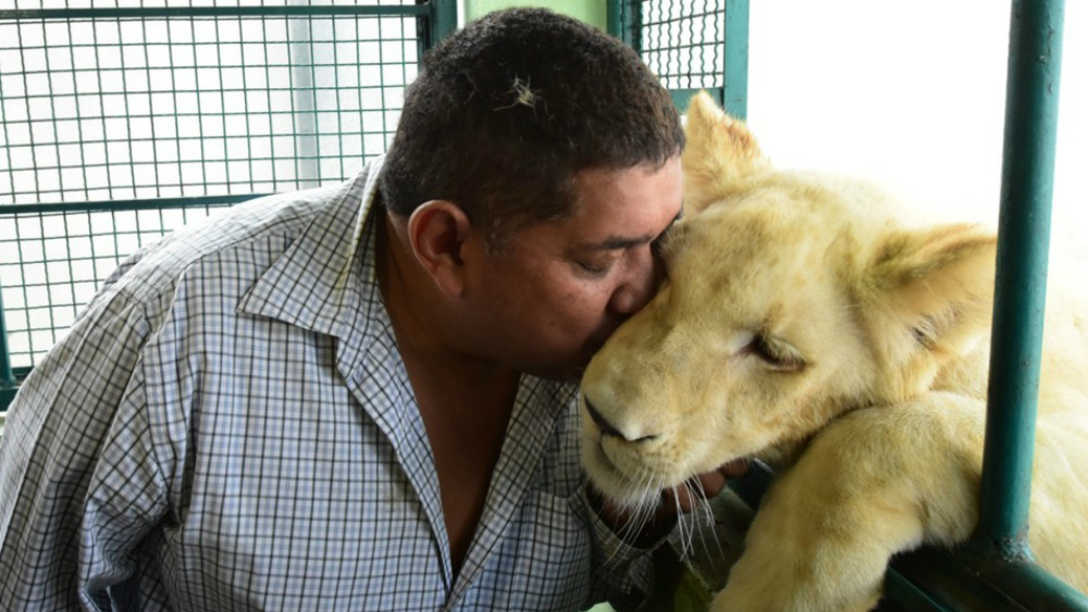 Profepa turna a PGR caso de los leones en azotea de Iztacalco