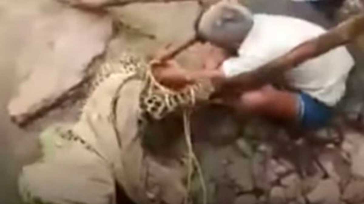 #Video Hombre intenta salvar leopardo y este lo muerde