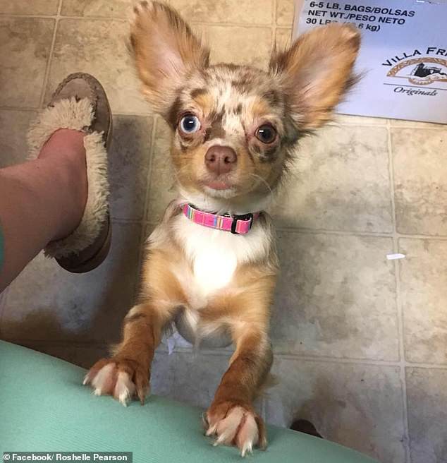 Detienen a joven en Florida por matar a un perro con un rifle - muerte-perro-florida-rifle