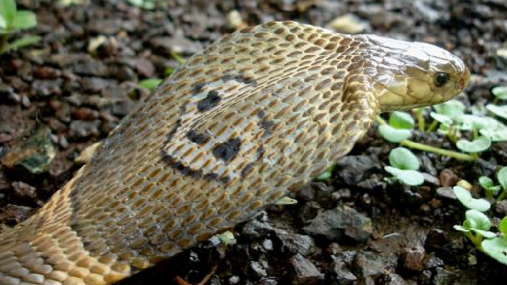 Profepa asegura cobra adquirida ilegalmente por morder a dueño - naja-kaouthia