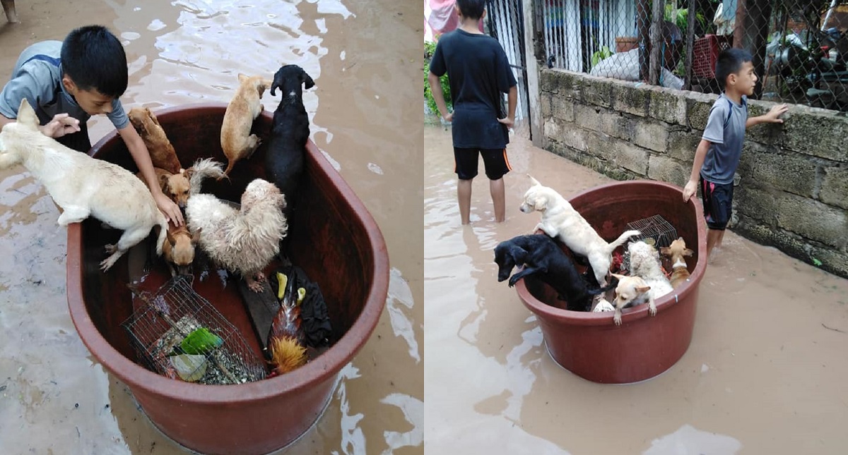Niño rescata perros y aves de inundación en Nayarit - nino-rescata-a-perritos-y-aves-de-inundacion-en-nayaritjpg
