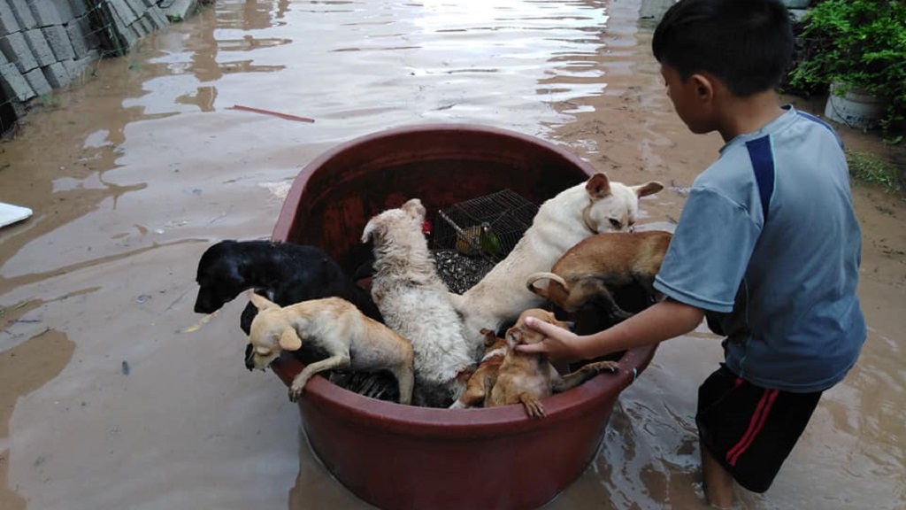 Niño rescata perros y aves de inundación en Nayarit - nino-rescata-perritos-y-aves-de-inundacion-en-nayarit
