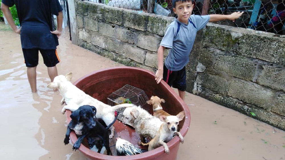 Niño rescata perros y aves de inundación en Nayarit