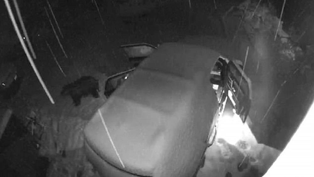 #Video Oso abre puertas de automóviles durante nevada