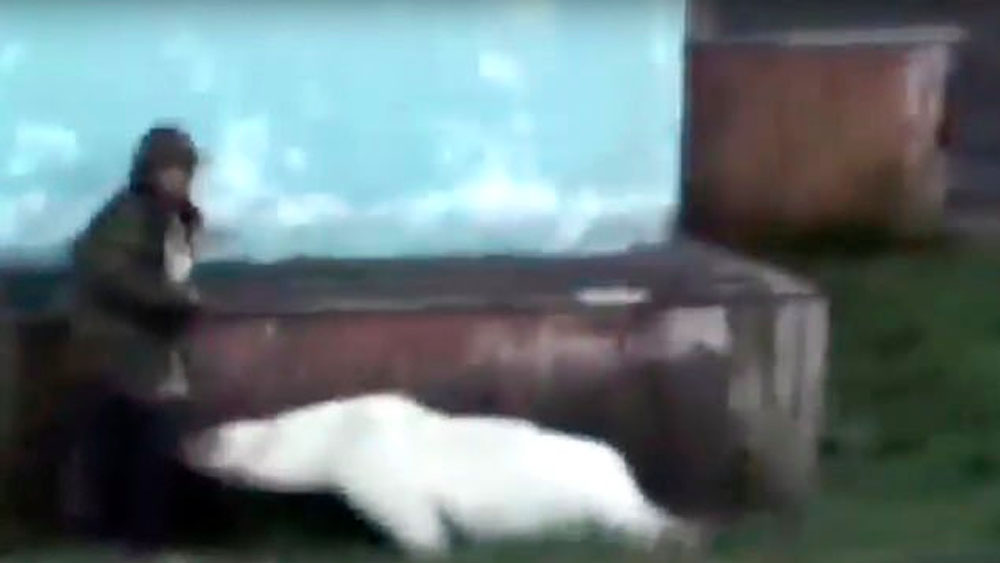 #Video Oso polar acorrala a hombre en Rusia