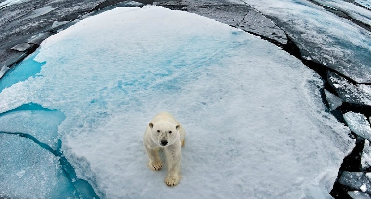 Osos polares se ven obligados a comer plástico en el Ártico - oso-polar