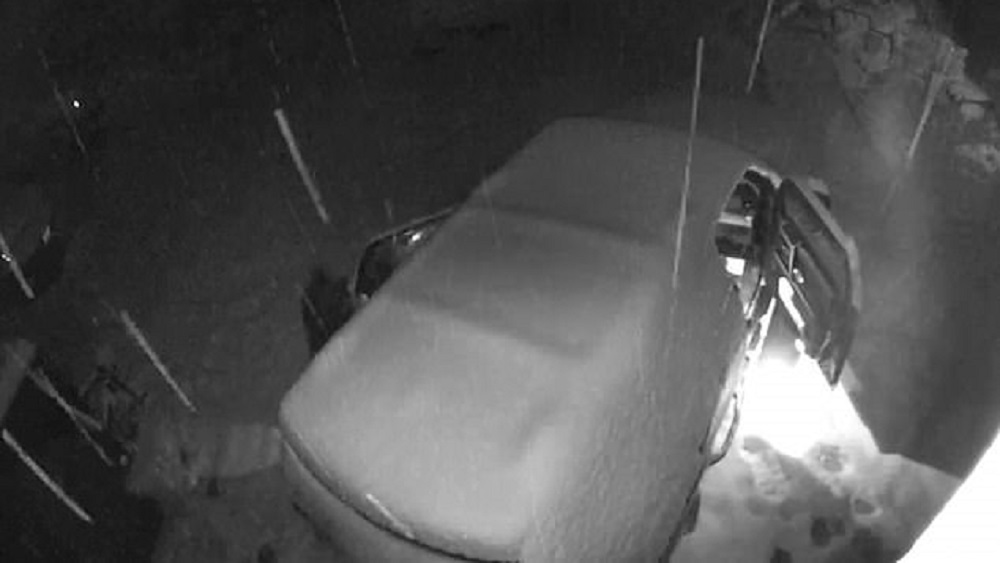 #Video Oso abre puertas de automóviles durante nevada - oso