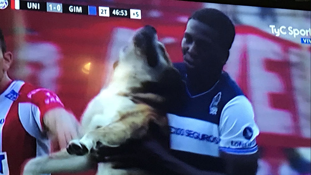 #Video Perro entra a la cancha e interrumpe partido en Argentina
