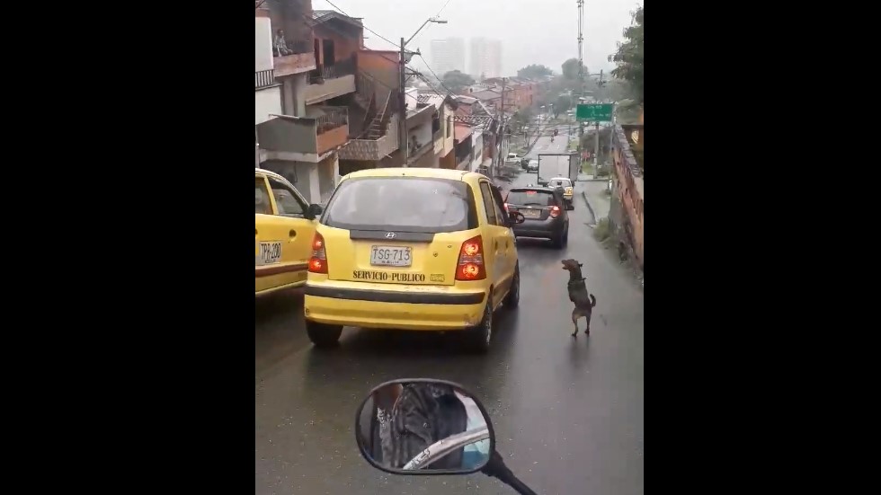 #Video Perro corre detrás de dueños que lo abandonaron