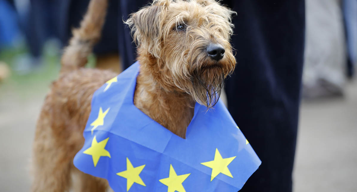 Perros "protestan" contra el Brexit en Londres - perros-contra-el-brexit