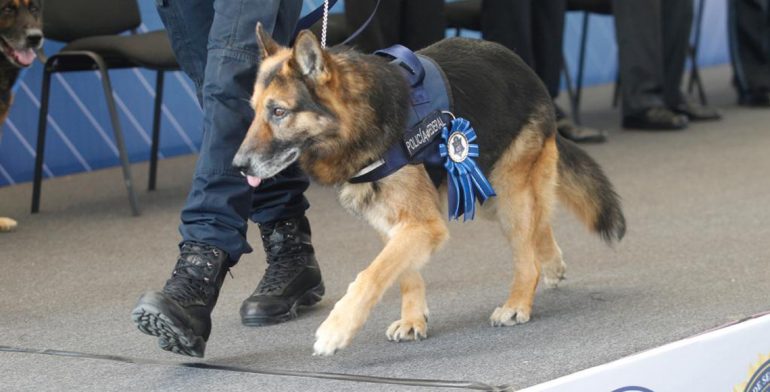 Jubilan a 20 oficiales caninos de la Policía Federal - perros-policias-jubilacion