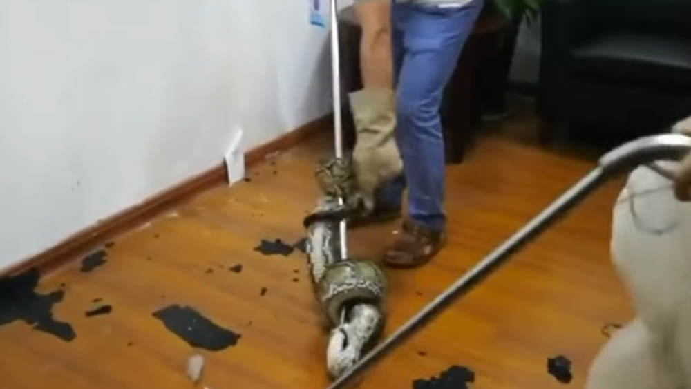 #Video Pitón de dos metros cae sobre trabajadores de banco - piton-cae-sobre-trabajadores-de-banco-de-china