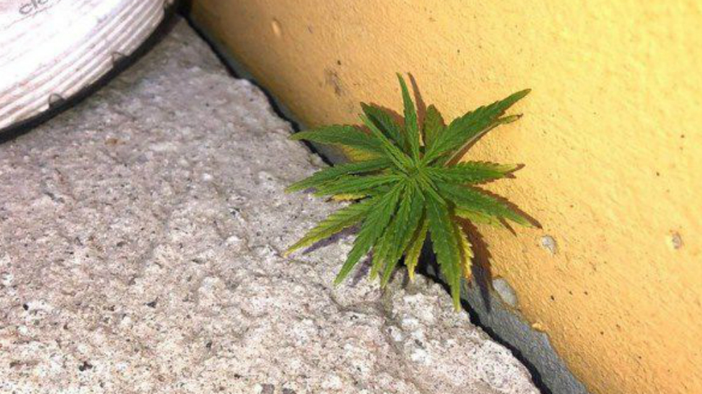 #Video Planta de mariguana crece en tribunas de estadio en Uruguay