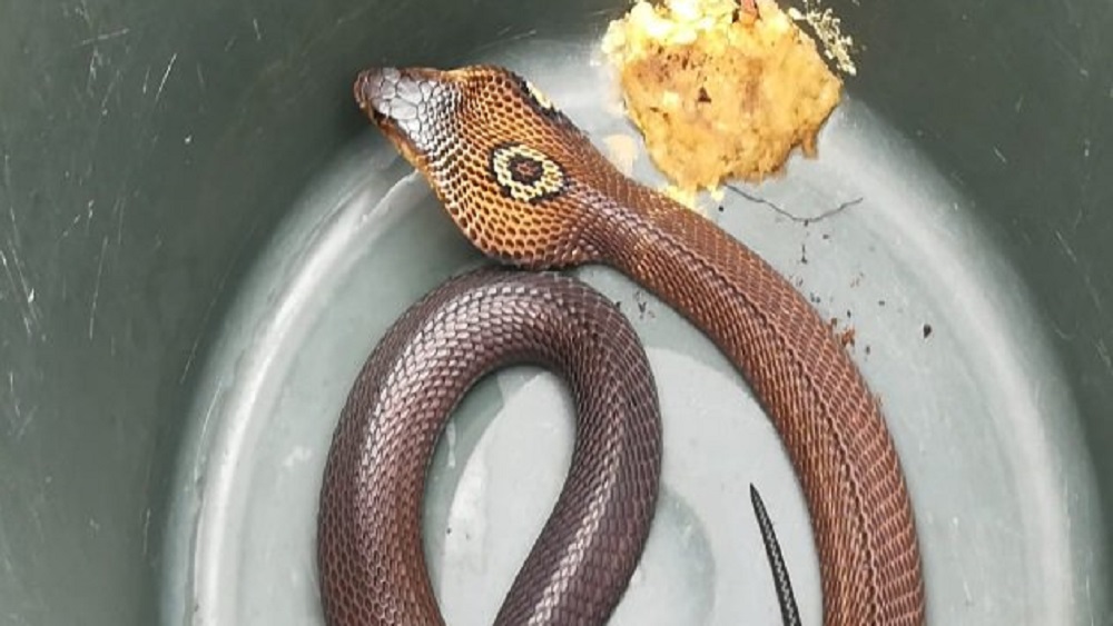 Profepa asegura cobra adquirida ilegalmente por morder a dueño