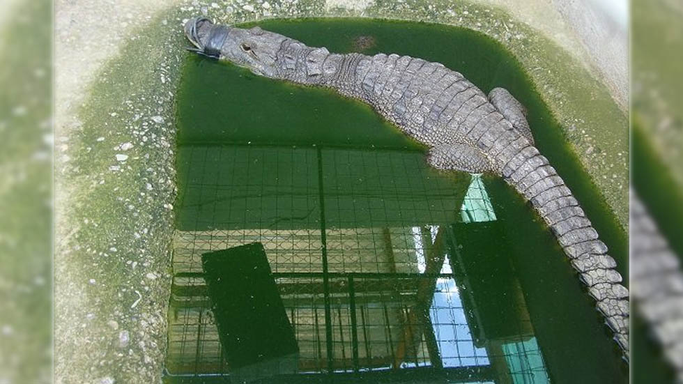 Profepa decomisa animales exóticos en Sonora - profepa-decomisa-animales-salvajes-sonora-cocofrilo