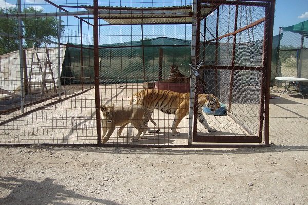 Profepa decomisa animales exóticos en Sonora - profepa-decomisa-animales-salvajes-sonora-tigre-2