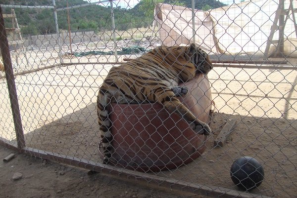 Profepa decomisa animales exóticos en Sonora - profepa-decomisa-animales-salvajes-sonora-tigre-3