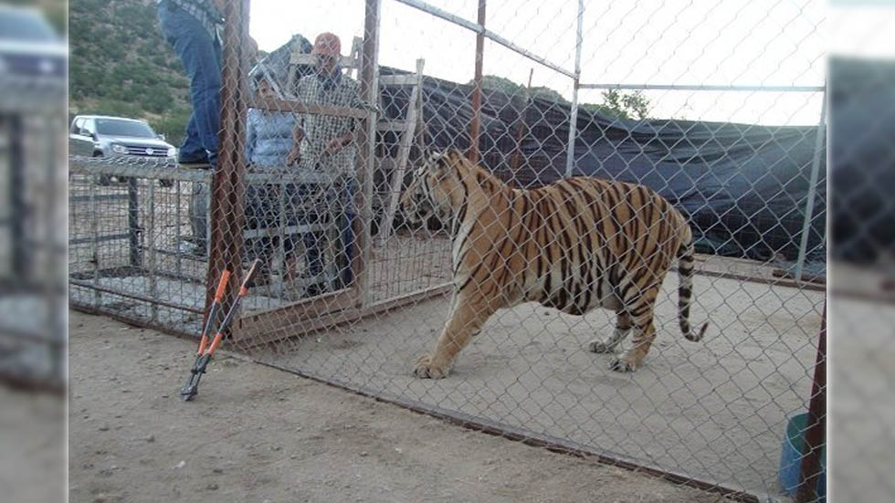 Profepa decomisa animales exóticos en Sonora