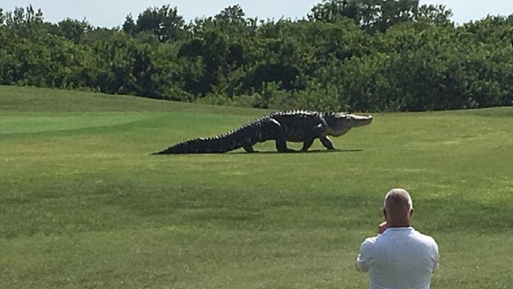 #Video Reaparece el enorme cocodrilo Chubbs en Florida