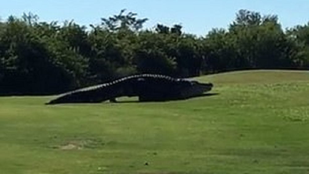 #Video Reaparece el enorme cocodrilo Chubbs en Florida - reaparece-el-enorme-cocodrilo-chubbs-en-florida