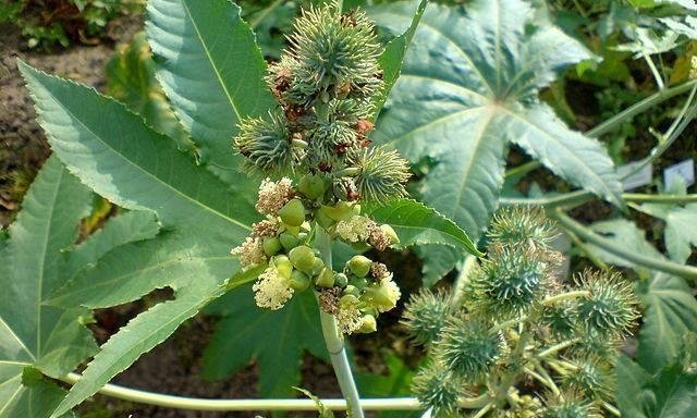 Interceptan paquetes con ricino que iban dirigidos al Pentágono - ricina-1-640x384