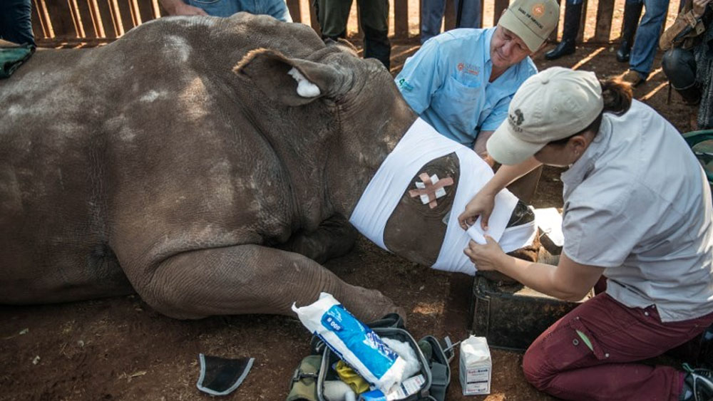 China legaliza comercio de productos a base de tigre o rinoceronte