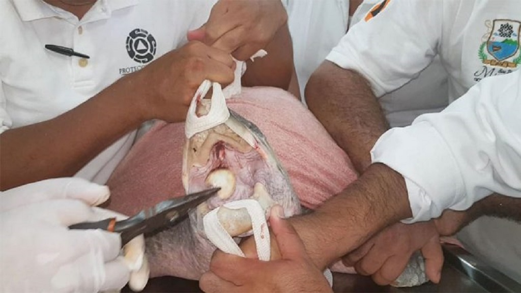 #Video Salvan de morir a tortuga por cuchara en su nariz - salvan-de-morir-a-tortuga-por-cuchara-en-su-nariz
