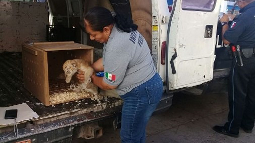 Aseguran un tigre de bengala y ocho cocodrilos de pantano en Tijuana