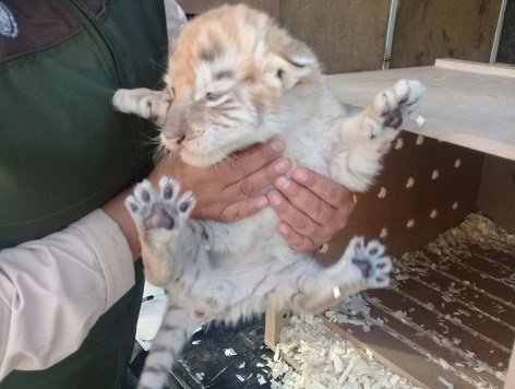 Aseguran un tigre de bengala y ocho cocodrilos de pantano en Tijuana - tigre-de-bengala-tijuana1