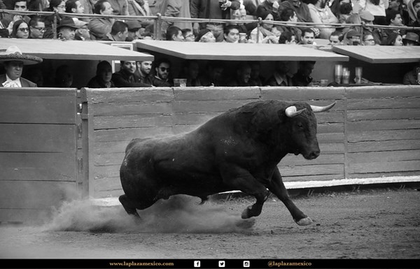 Tunden a legisladora por comentarios erróneos sobre los toros
