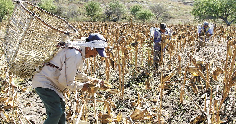 La Ciudad de México es donde menos se paga a trabajadores del campo - trabajadores-del-campo-ciudad-de-mexico