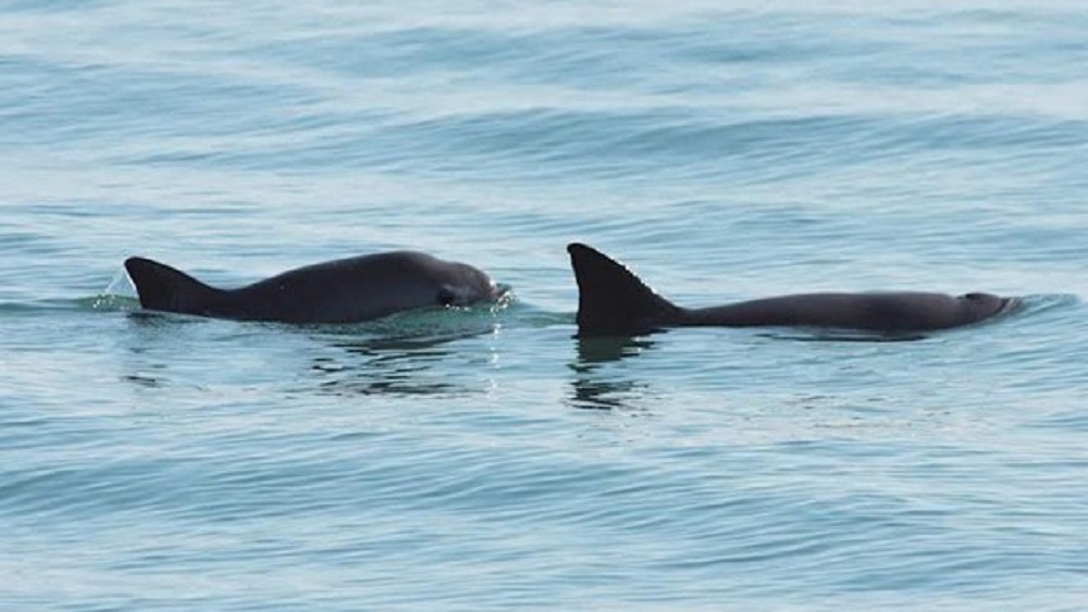 Piden a López Obrador proteger a la vaquita marina