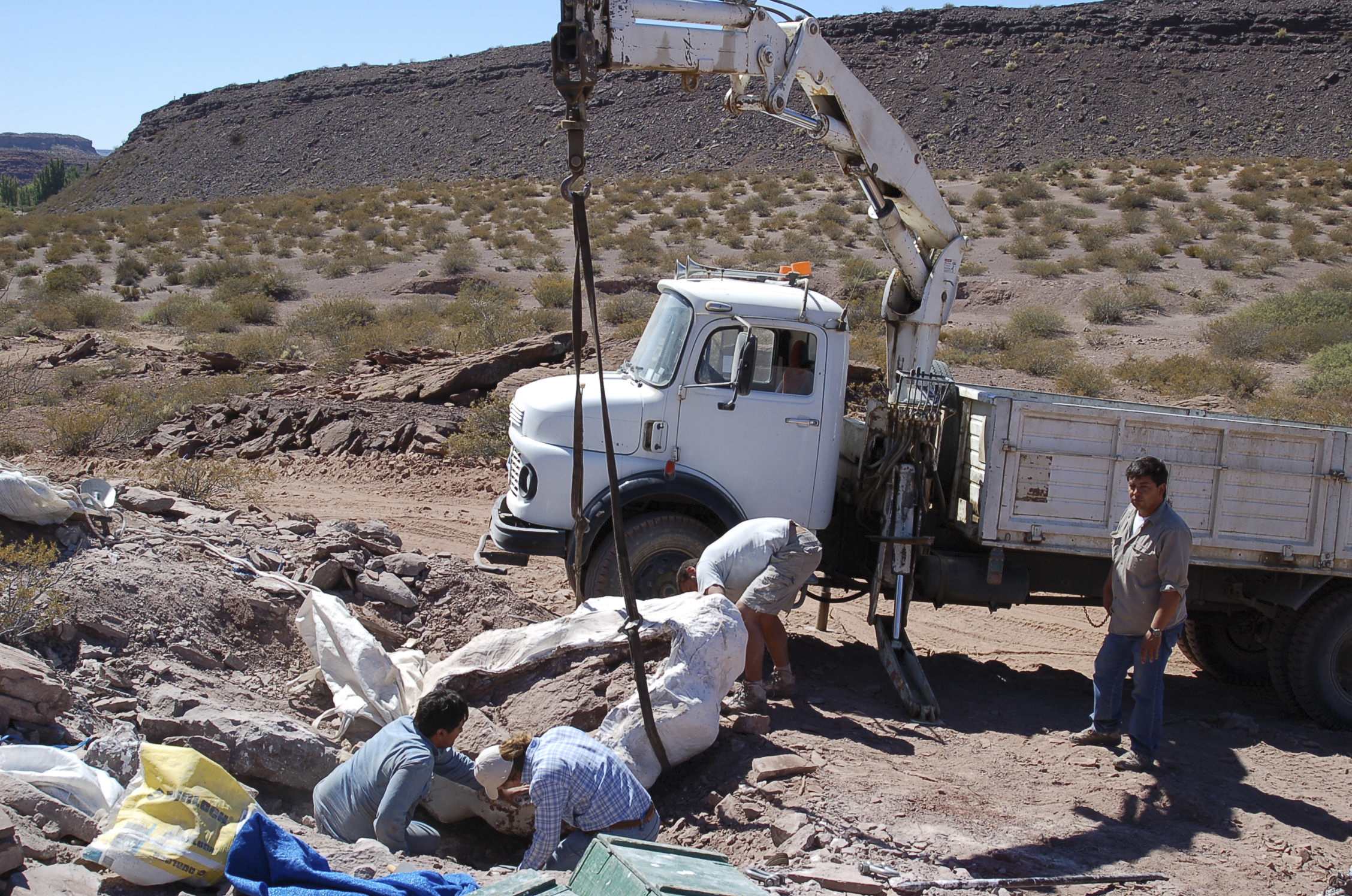 Encuentran restos de una nueva especie de dinosaurio en Argentina