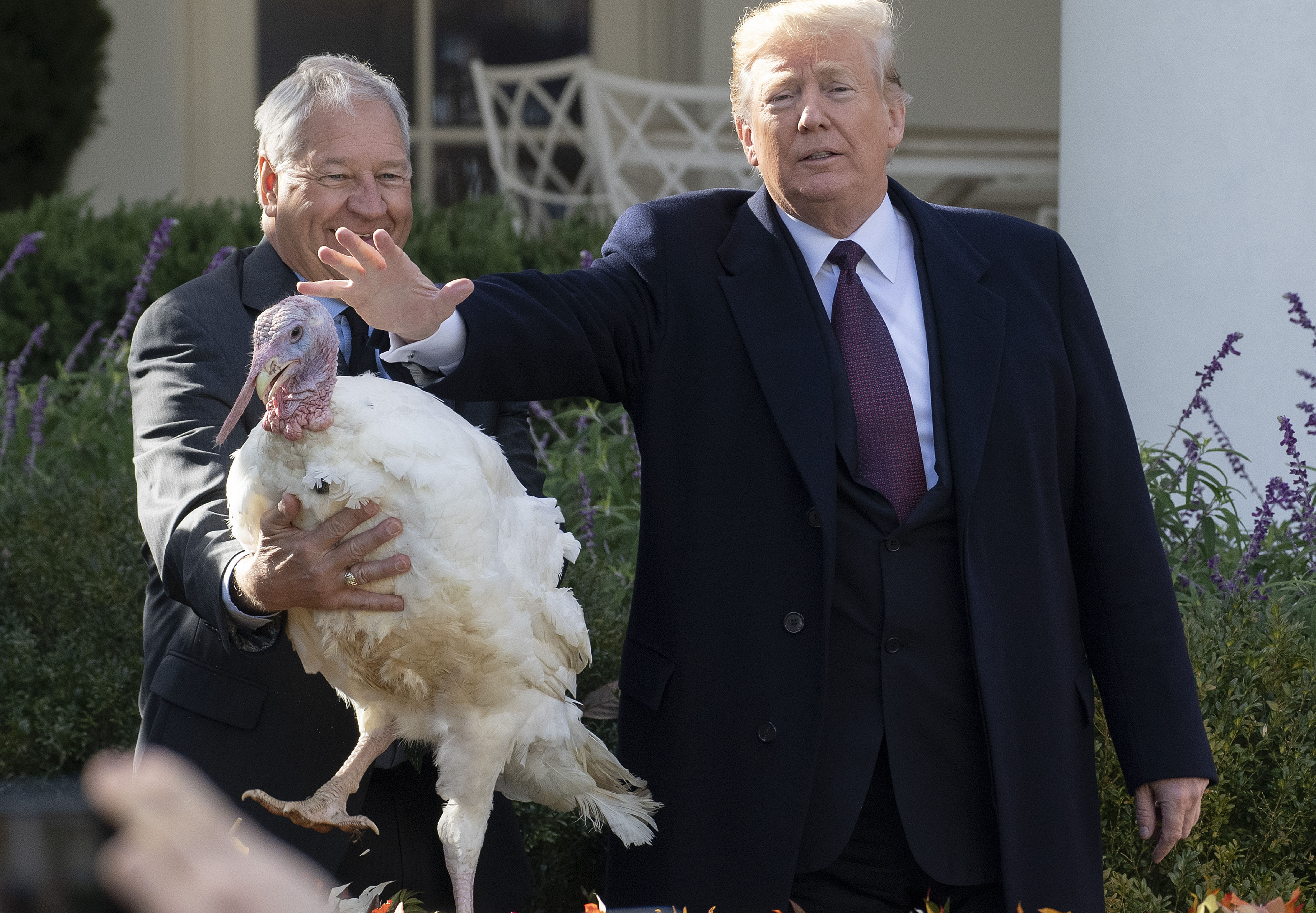 #Video Donald Trump perdona a pavo - 000-1az84d