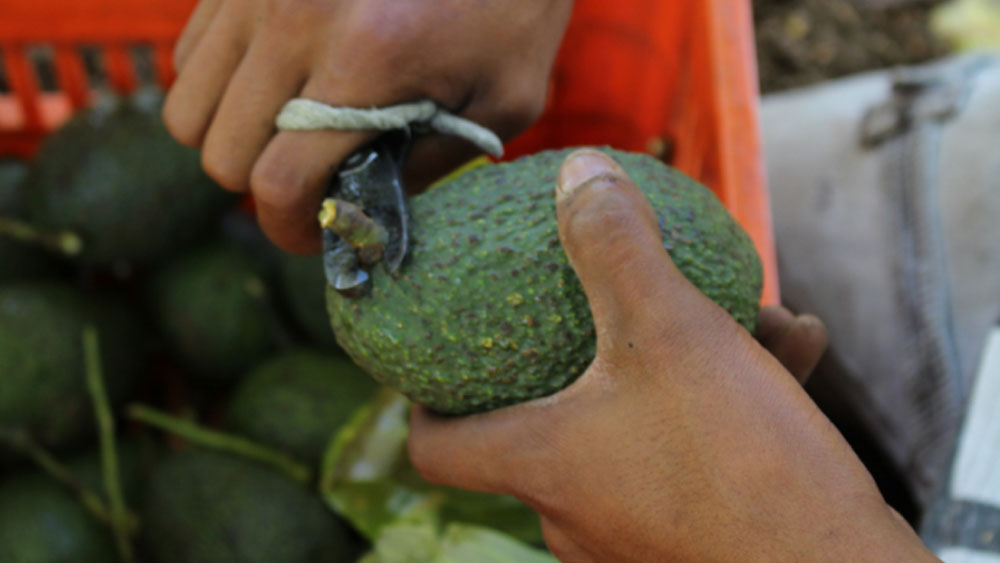 Productores de aguacate anuncian paro en Michoacán